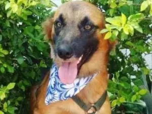 Cachorro raça RND idade 3 anos nome Trakinas