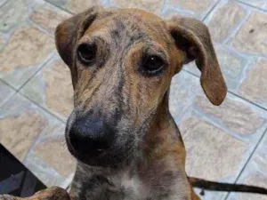 Cachorro raça Fila  idade 2 a 6 meses nome Sansão 