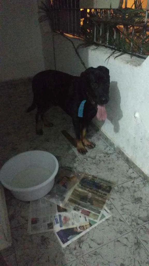 Cachorro ra a Labrador/rothewailer idade 2 a 6 meses nome Hulk