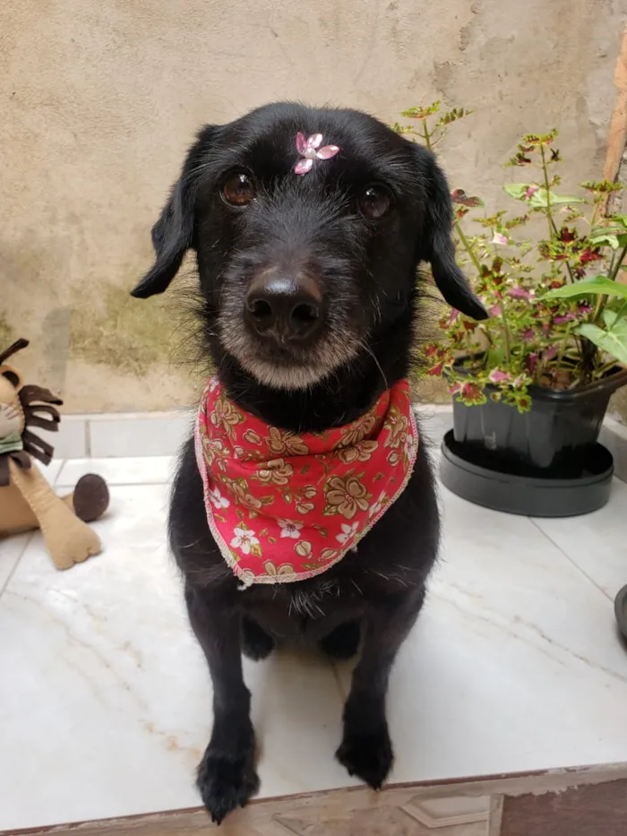 Cachorro raça SRD idade 2 anos nome Ritinha