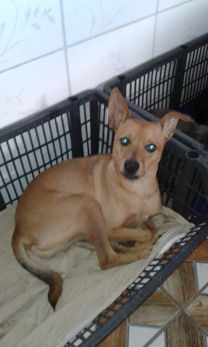 Cachorro raça SRD idade 1 ano nome Nico