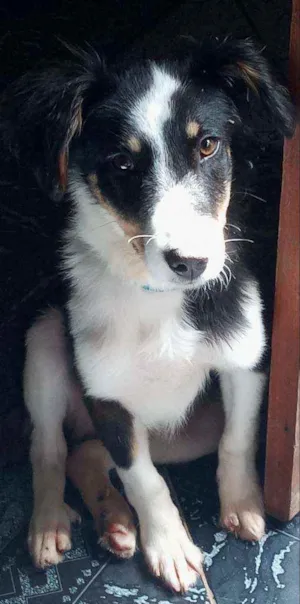 Cachorro raça mestiço border cally vira lata idade 2 anos nome Riddick 