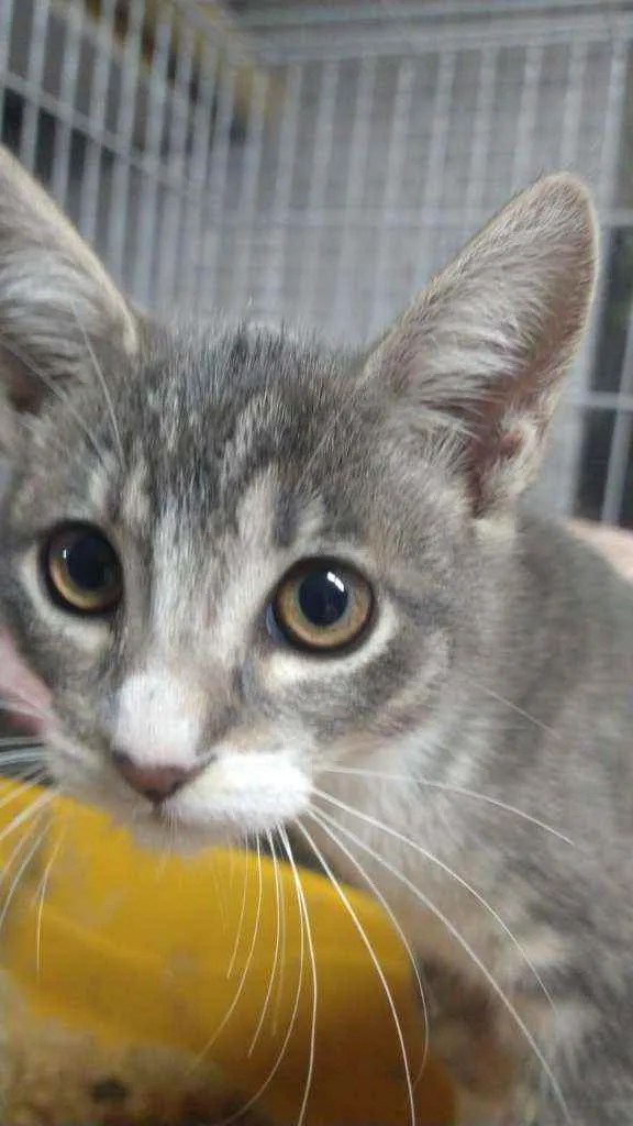 Gato raça Srd idade 2 a 6 meses nome Beyoncé 