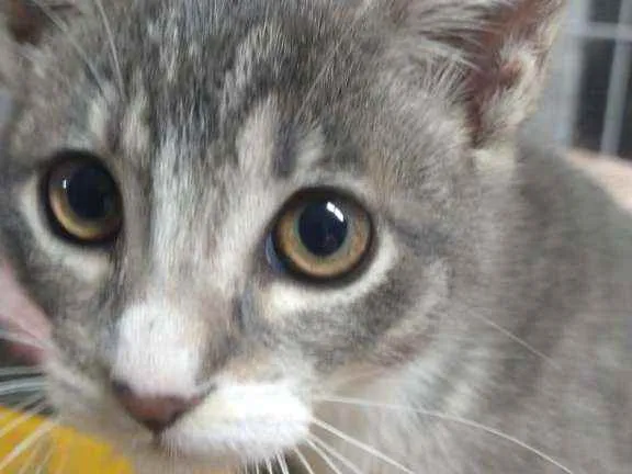 Gato raça Srd idade 2 a 6 meses nome Beyoncé 