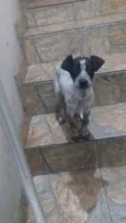 Pequena