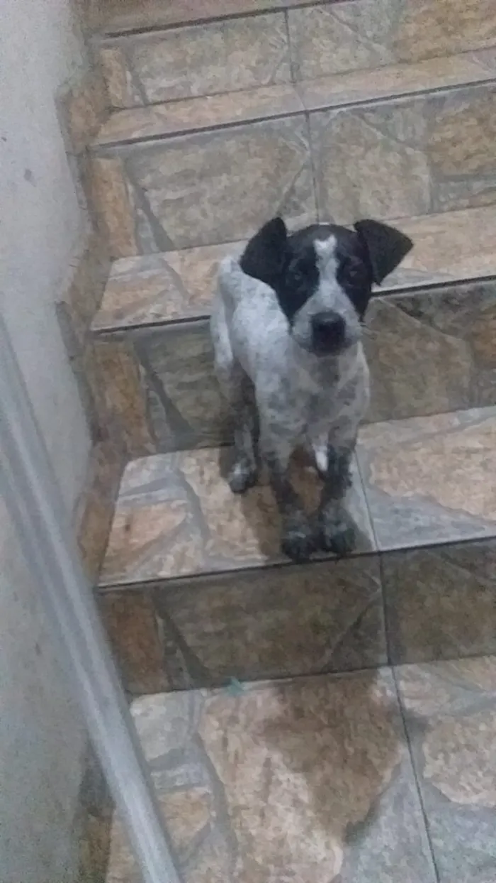 Cachorro raça SRD idade 2 a 6 meses nome Pequena