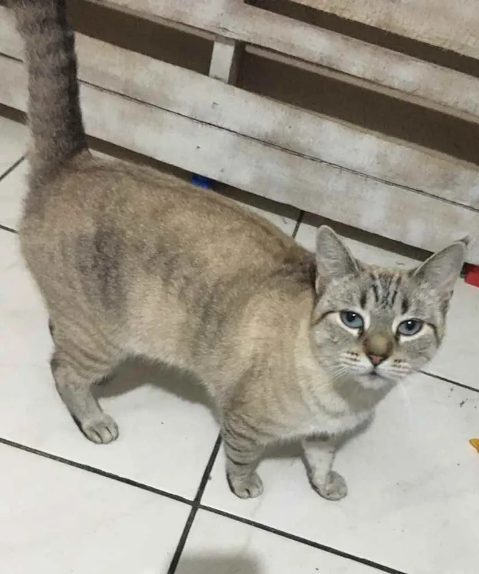 Gato ra a Siamês idade  nome Samira 