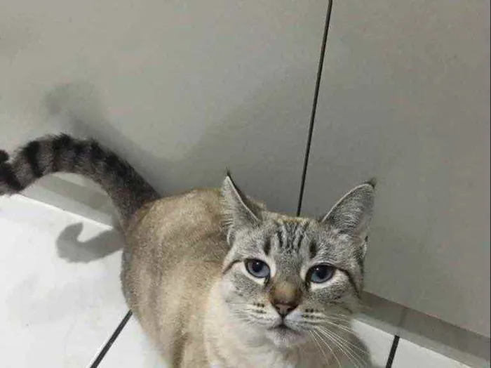 Gato ra a Siamês idade  nome Samira 