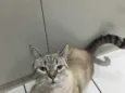 Samira 
