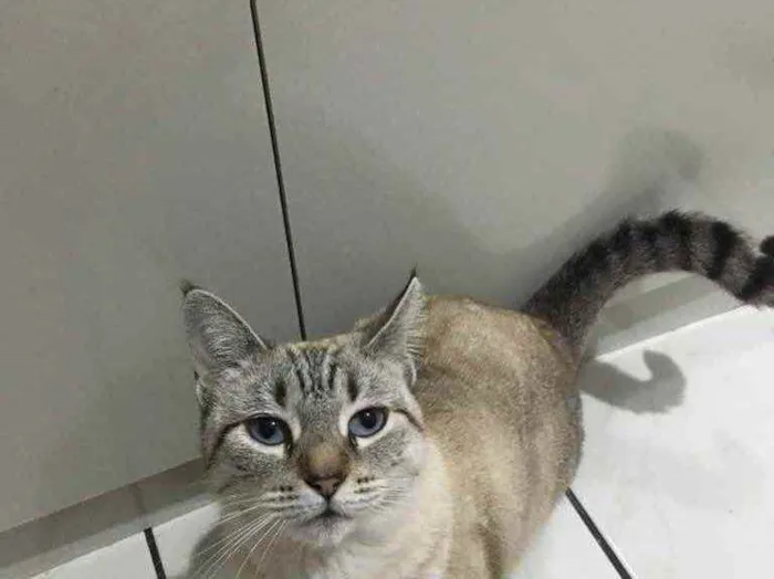 Gato ra a Siamês idade  nome Samira 