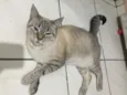 Samira 
