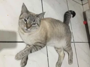 Gato raça Siamês idade  nome Samira 