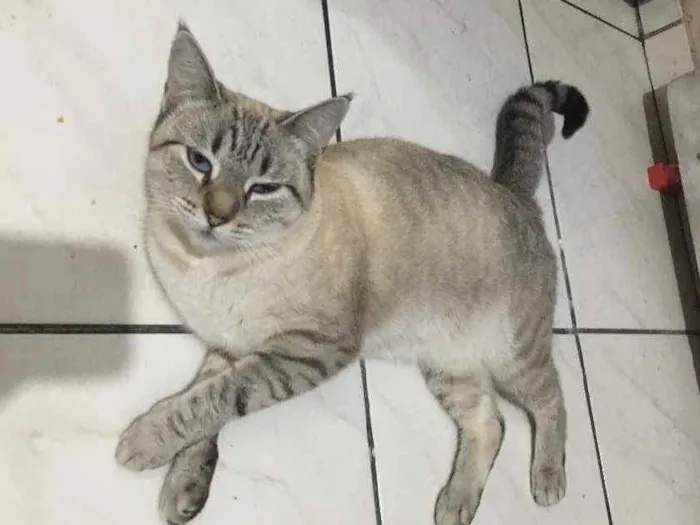 Gato ra a Siamês idade  nome Samira 