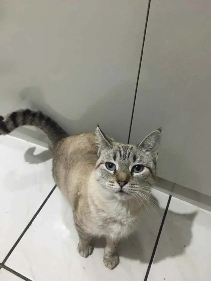 Gato ra a Siamês  idade 1 ano nome Samira