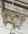 Samira