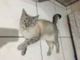 Samira
