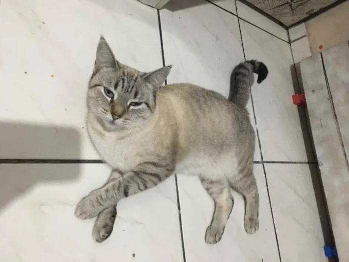 Gato ra a Siamês  idade 1 ano nome Samira