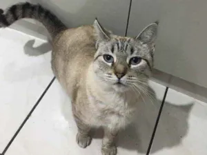 Gato raça Siamês  idade 1 ano nome Samira