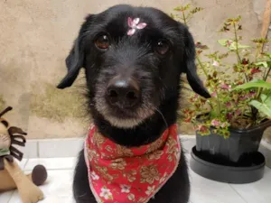 Cachorro raça SRD idade 2 anos nome Ritinha