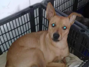 Cachorro raça SRD idade 1 ano nome Nico