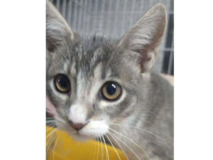 Gato raça Srd idade 2 a 6 meses nome Beyoncé 