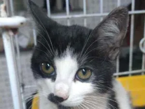 Gato raça Srd idade 2 a 6 meses nome Shakira