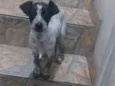 Pequena