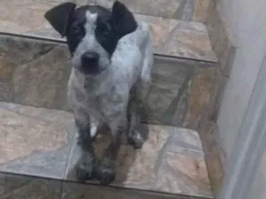 Cachorro raça SRD idade 2 a 6 meses nome Pequena