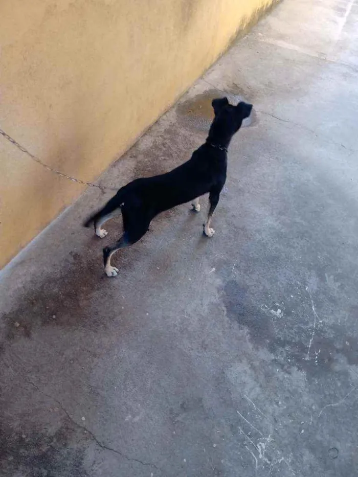 Cachorro ra a Mestiço idade 1 ano nome Thor