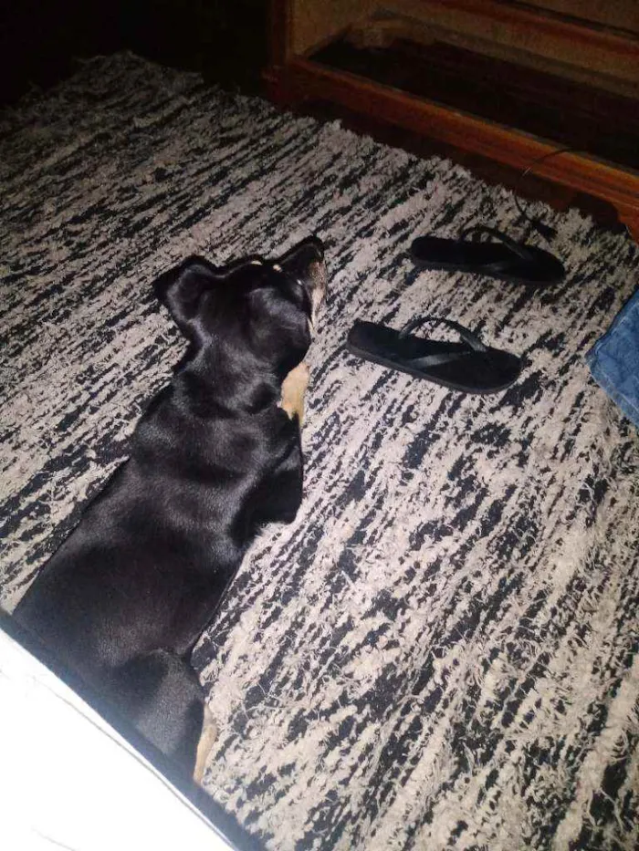 Cachorro ra a Mestiço idade 1 ano nome Thor