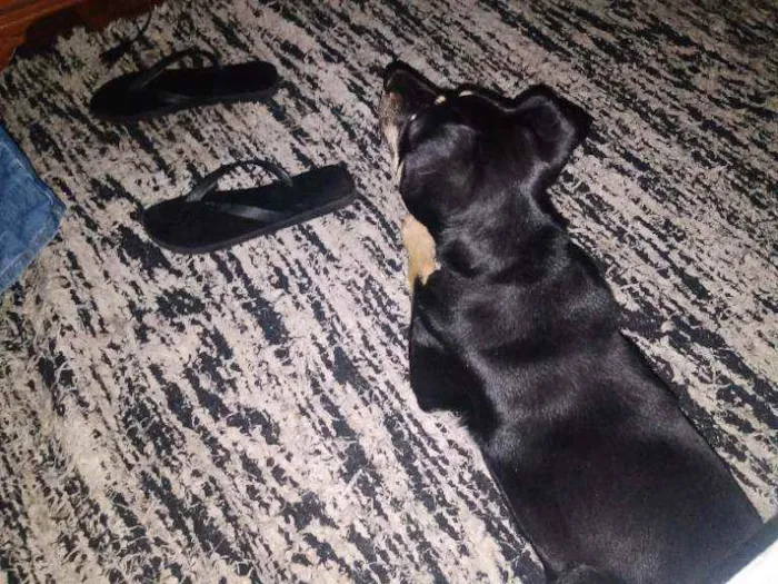 Cachorro ra a Mestiço idade 1 ano nome Thor