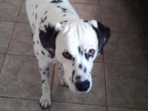 Cachorro raça Dálmata idade 2 anos nome Lucky