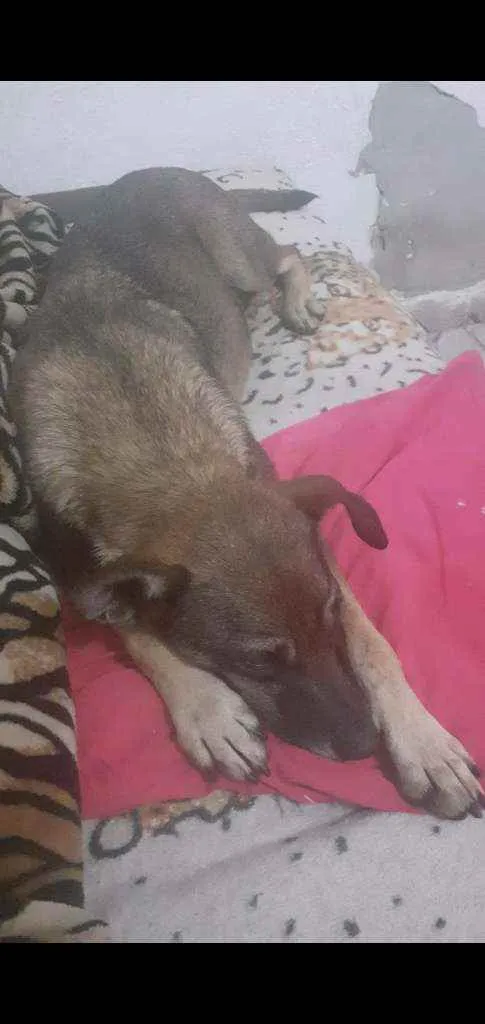 Cachorro ra a Viralata idade 2 anos nome Princesa