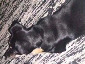 Cachorro raça Mestiço idade 1 ano nome Thor