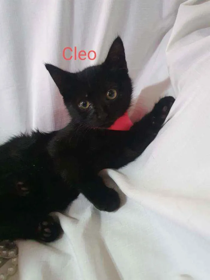 Gato raça Sem raça definida  idade 2 a 6 meses nome Filhotes para Adoção