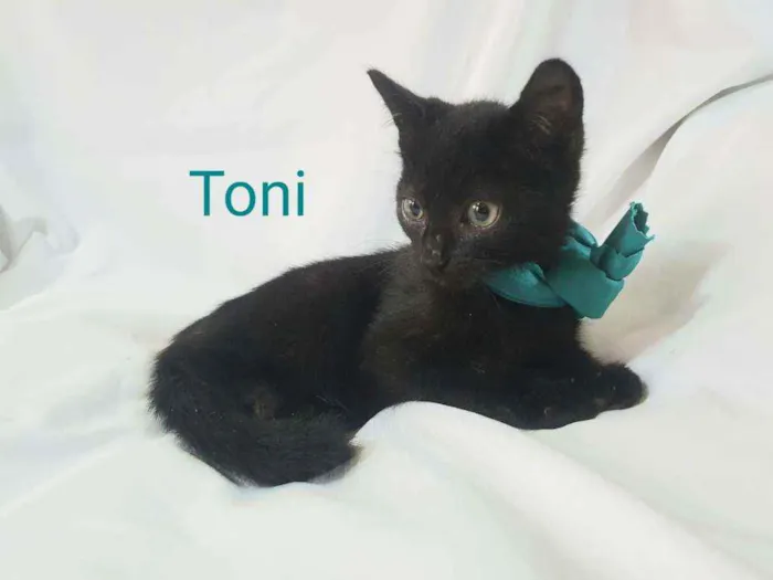 Filhotes para Adoção