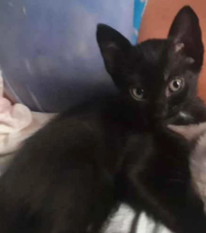 Gato raça Misturados idade Abaixo de 2 meses nome Luz e Lua