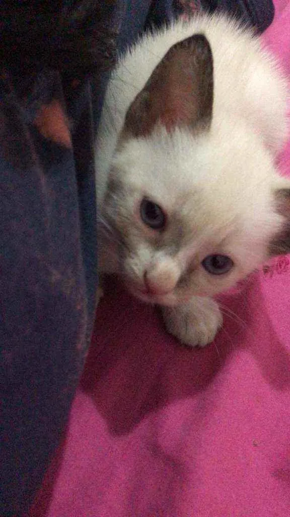 Gato raça Misturados idade Abaixo de 2 meses nome Luz e Lua