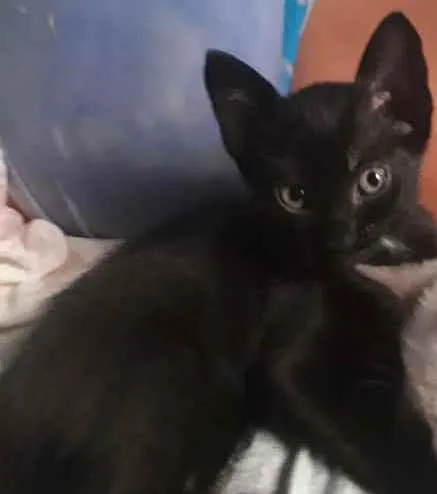 Gato raça Misturados idade Abaixo de 2 meses nome Luz e Lua