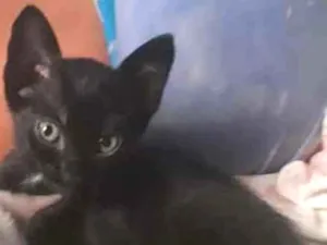 Gato raça Misturados idade Abaixo de 2 meses nome Luz e Lua