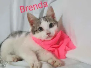 Gato raça Sem raça definida  idade 2 a 6 meses nome Filhotes para Adoção