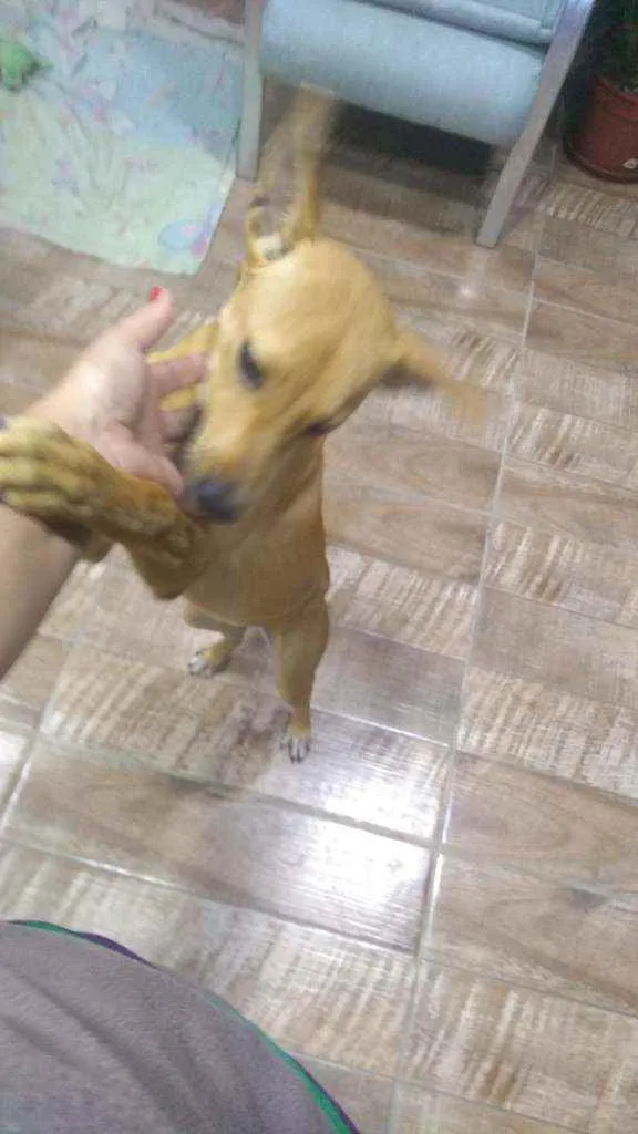 Cachorro ra a SRD idade 1 ano nome Margo