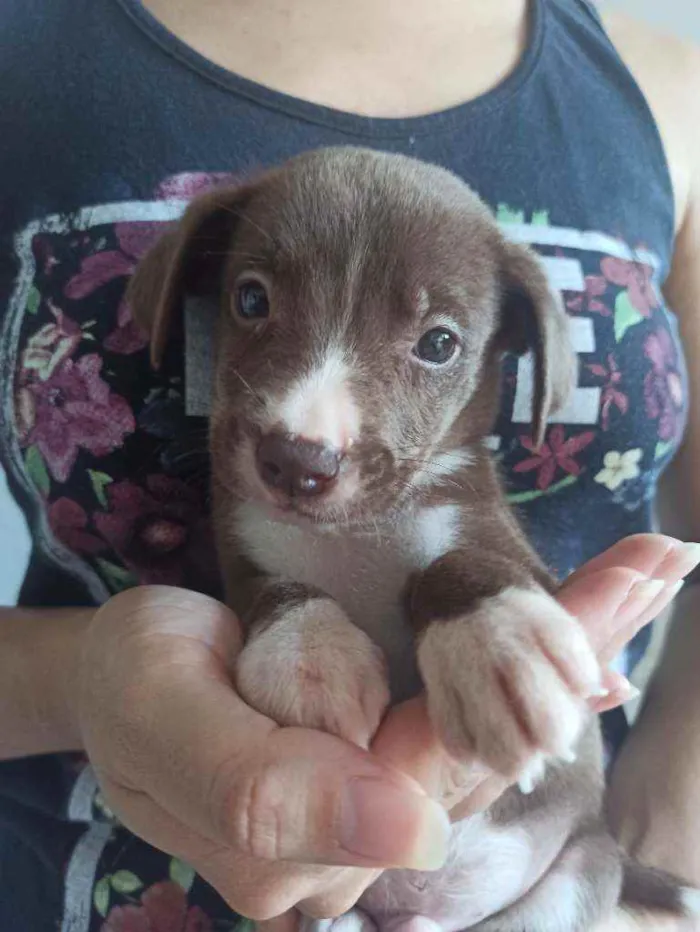 Cachorro ra a Sem raça definida idade Abaixo de 2 meses nome Dudu