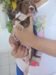 Dudu