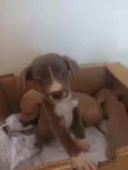 Dudu