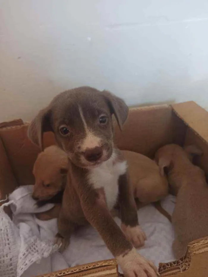 Cachorro ra a Sem raça definida idade Abaixo de 2 meses nome Dudu