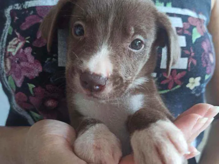 Cachorro ra a Sem raça definida idade Abaixo de 2 meses nome Dudu