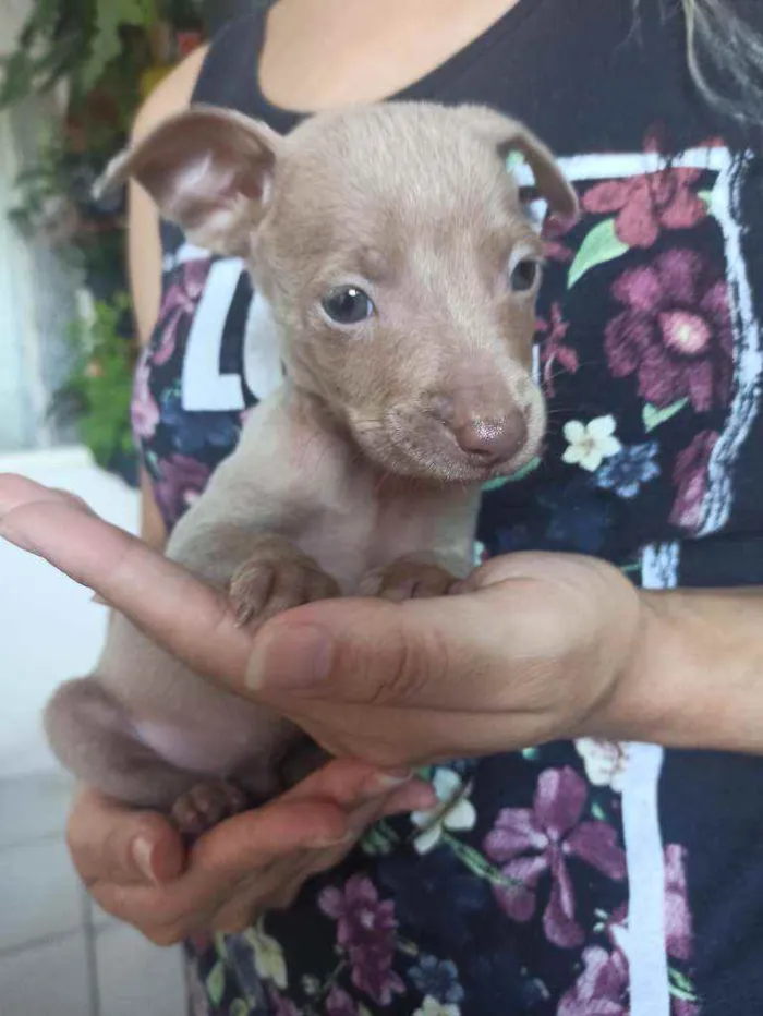 Cachorro ra a Sem raça definida idade Abaixo de 2 meses nome Edu