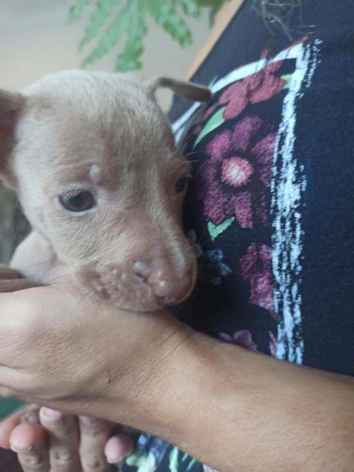Cachorro ra a Sem raça definida idade Abaixo de 2 meses nome Edu