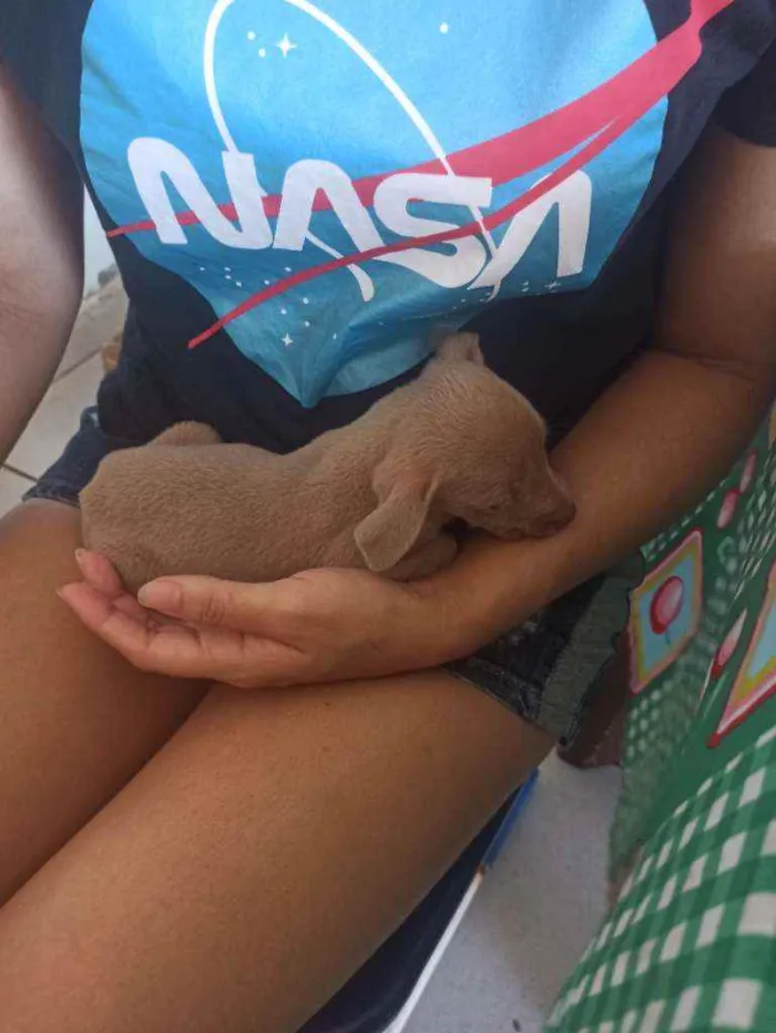 Cachorro ra a Sem raça definida idade Abaixo de 2 meses nome Edu